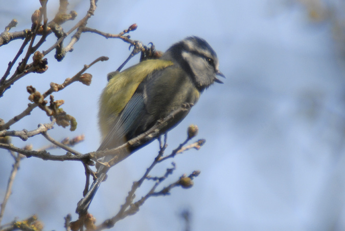 mallarenga blava (Parus caeruleus)