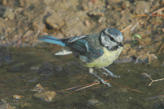 mallerenga blava (parus caeruleus)