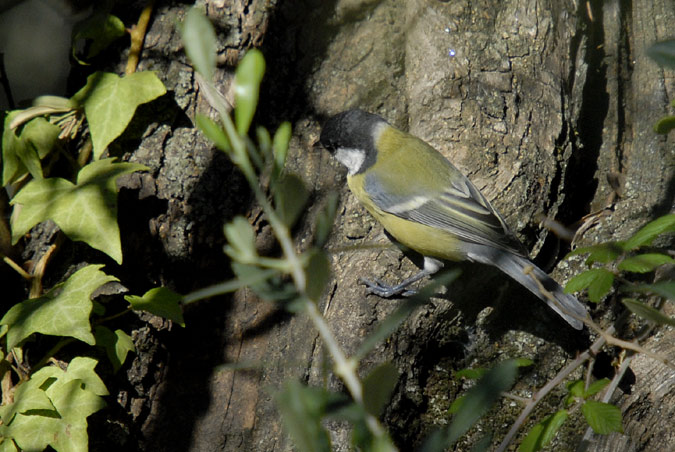 mallerenga carbonera (Parus major)