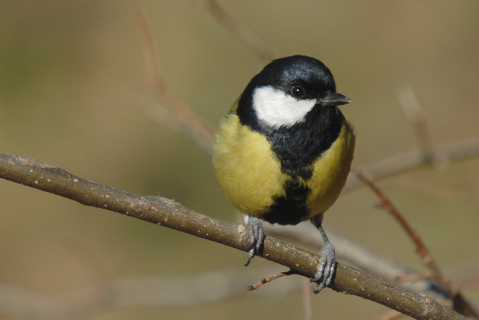 mallerenga carbonera (Parus major)