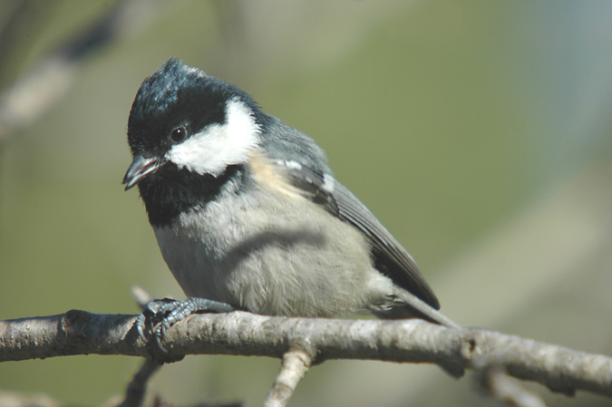 mallerenga carbonera  (parus major) ?