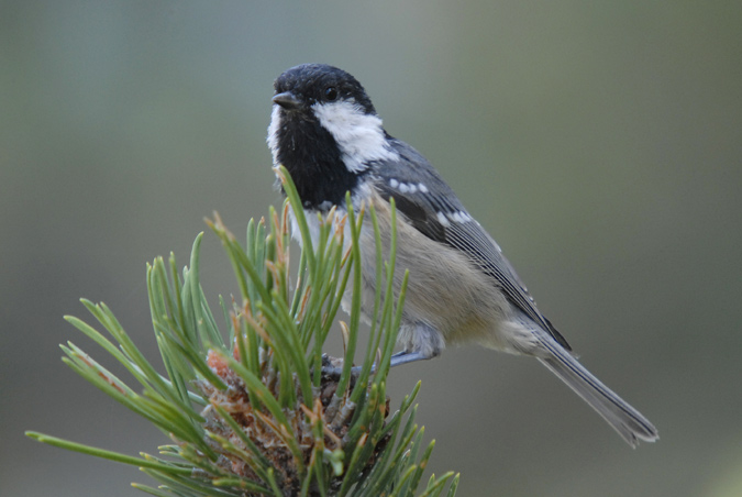 mallerenga petita (Parus ater)