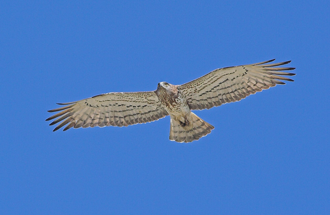 Àguila marcenca.