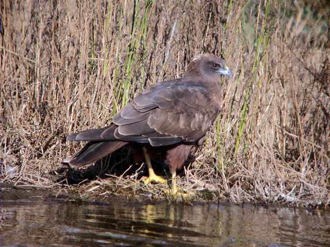 Marsh harrier, arpella, aguilucho lagunero (Circus aeruginosus)