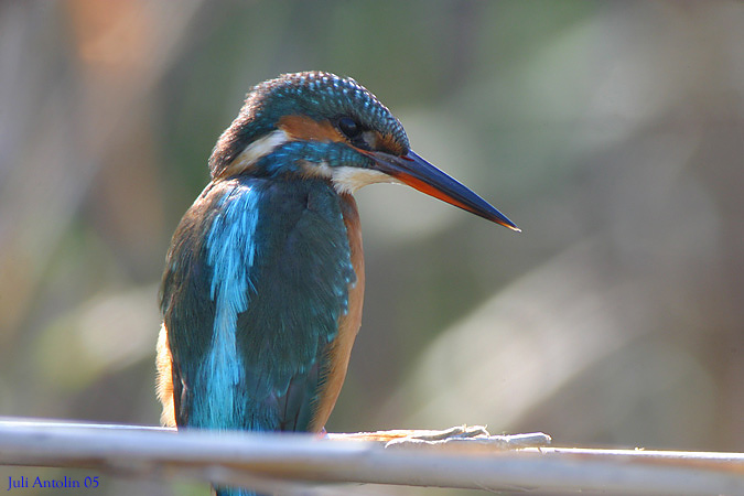 Blauet  (Martín Pescador)