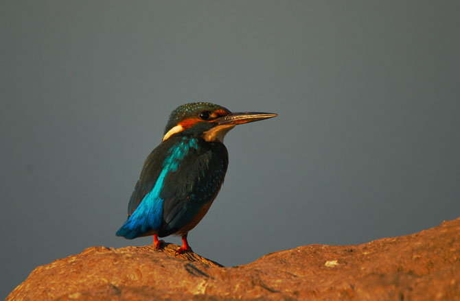 Martín pescador (Extremadura09) 3/3