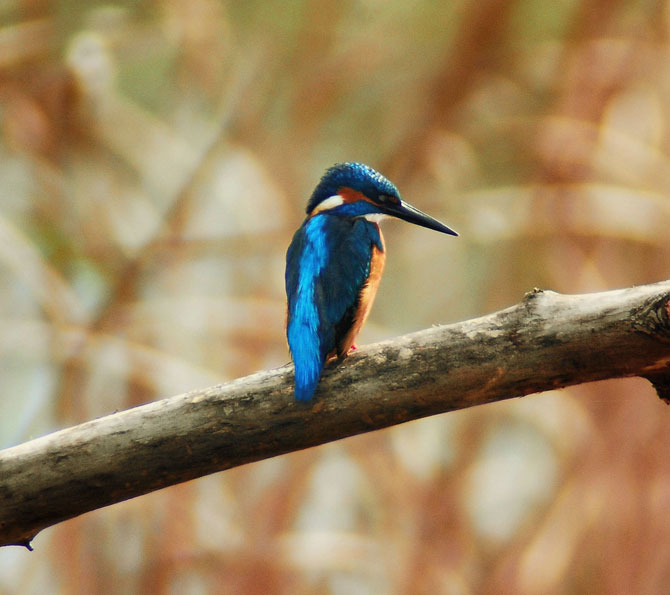 Martin pescador ( alcedo atthis )