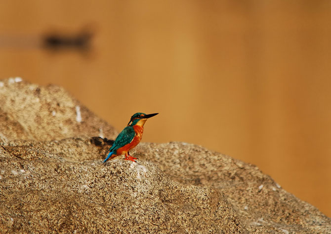 Martin pescador ( Alcedo Atthis )