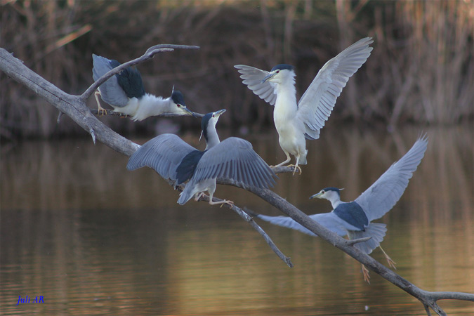 Martinet de nit - Martinete  (Nycticorax nycticorax)