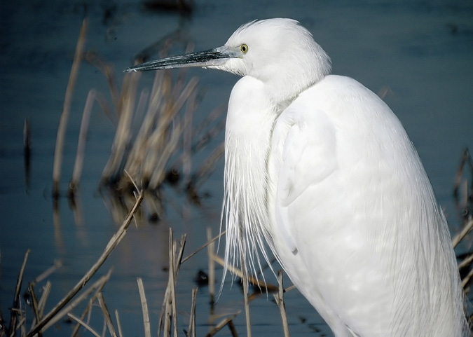 Martinet blanc (Egretta garzetta)