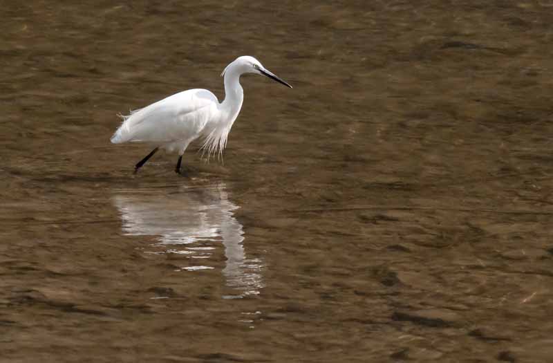 Martinet blanc (Egretta garzetta)