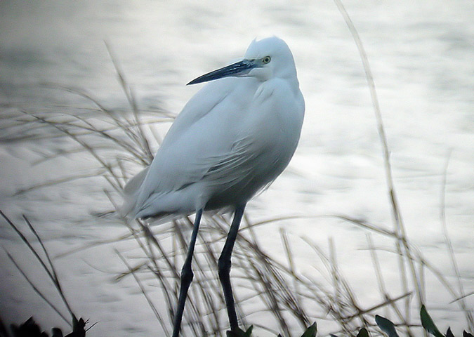 Martinet blanc (Egretta garzetta)