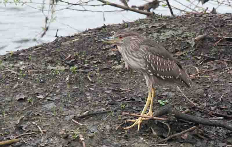 Martinet de Nit jove (Nycticorax nictycorax)