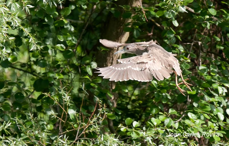 Martinet de Nit  (Nycticorax nictycorax) al vol