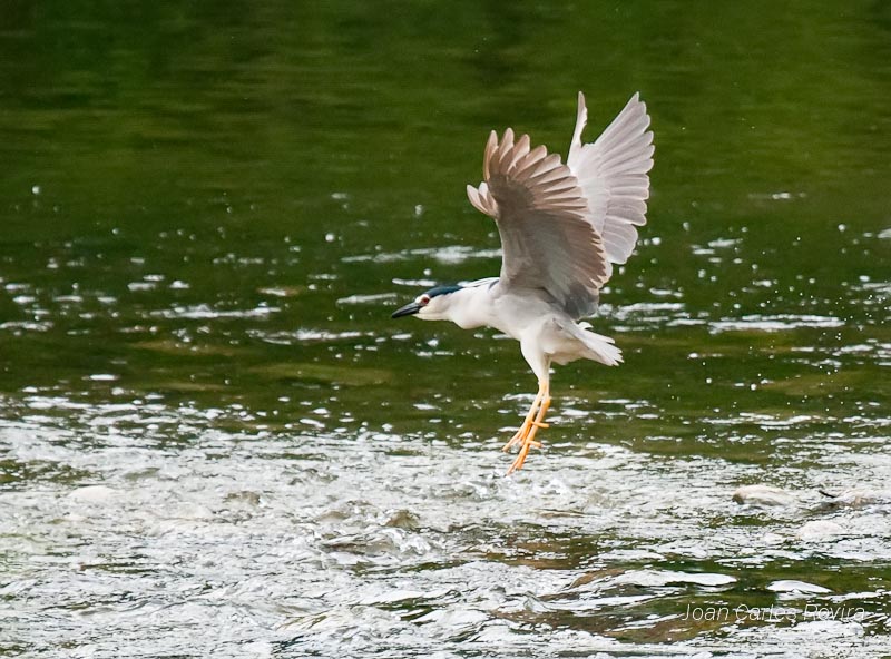 Martinet de Nit  (Nycticorax nictycorax)