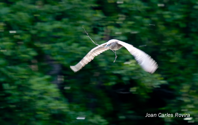 Martinet de Nit  (Nycticorax nictycorax)