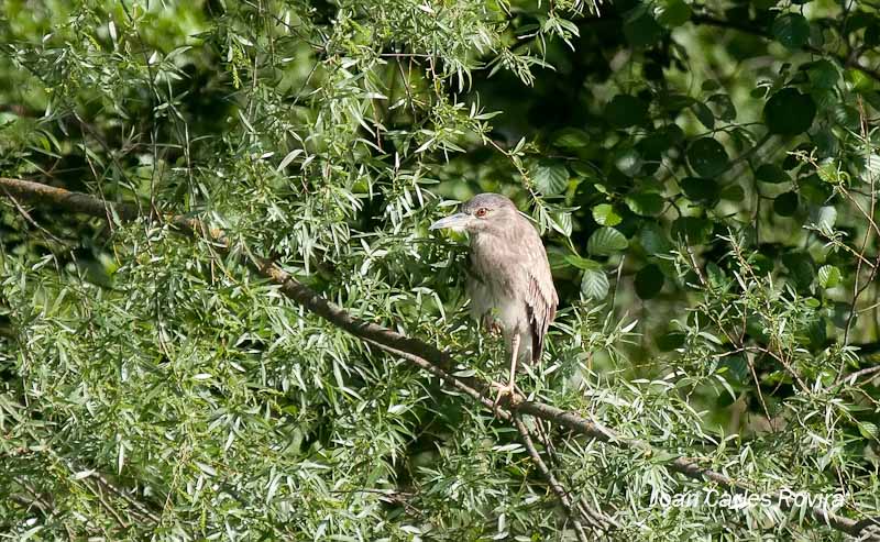 Martinet de Nit  (Nycticorax nictycorax)