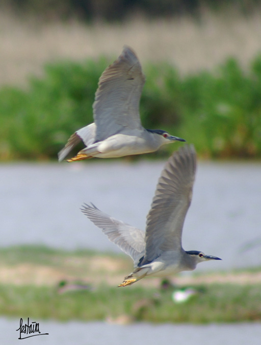 Martinets de nit volant