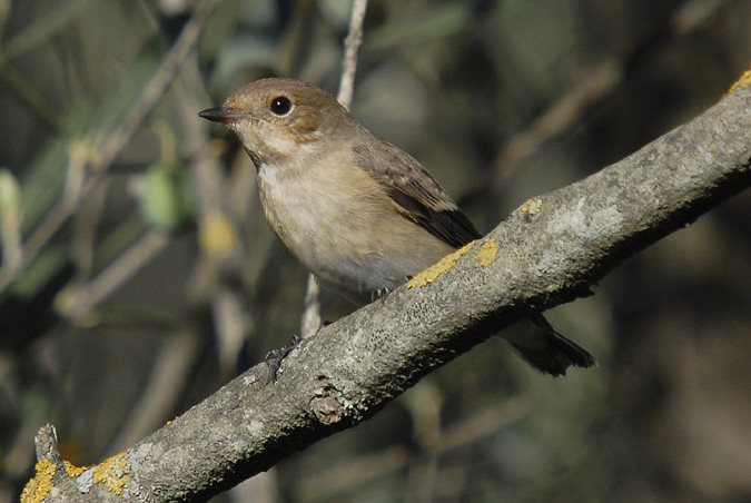 papamosques gris (Muscicapa striata)