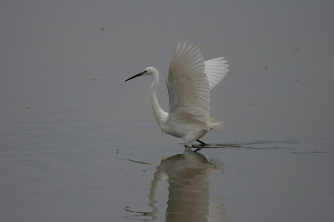 Martinet blanc (Egretta garceta)