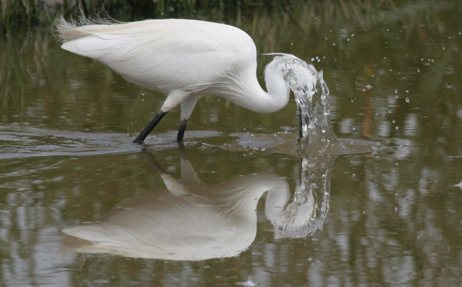 Martinet blanc (Egretta garceta)