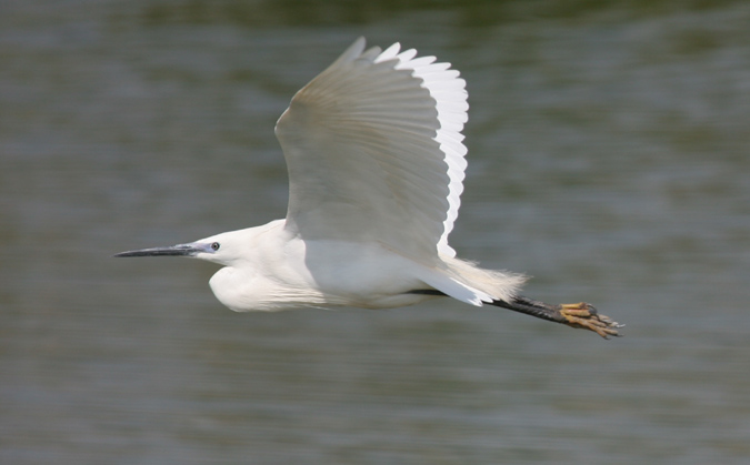 Martinet blanc