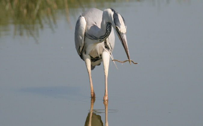 Bernat pescaire (Ardea cinerea)