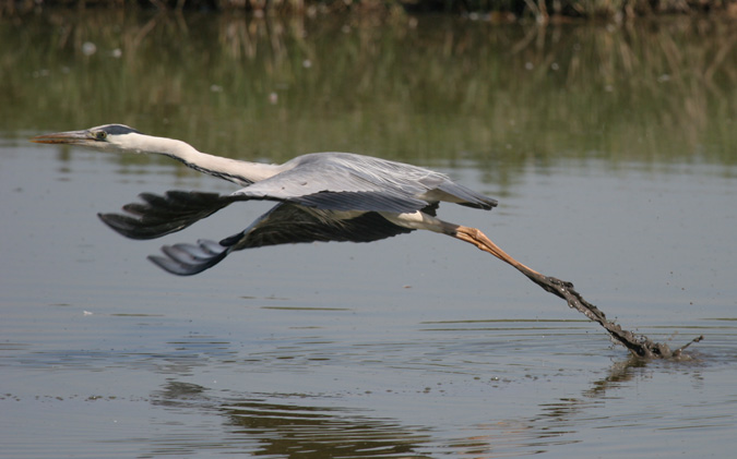 Bernat pescaire (Ardea cinerea)