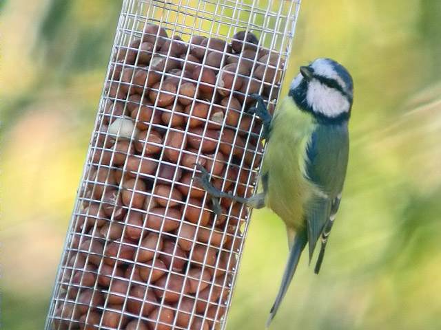 Mallerenga blava, herrerillo común (Parus caeruleus)