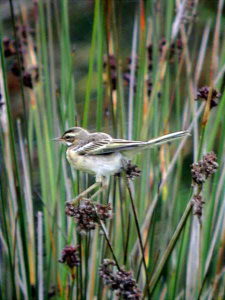 Jove de cuareta groga (Motacilla flava)