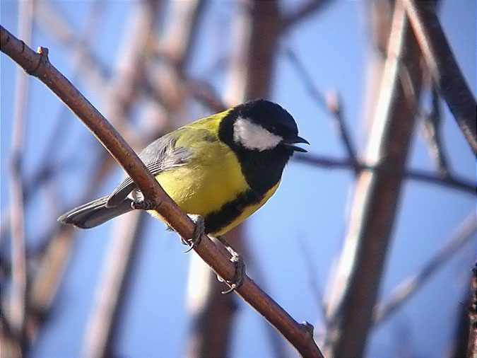 Mallerenga carbonera mascle, carbonero común (Parus major)