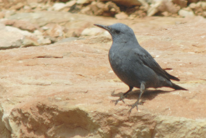 merla blava, roquero solitario (Monticola solitarius)