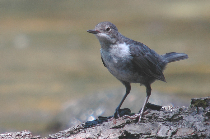 merla d'aigua (cinclus cinclus)