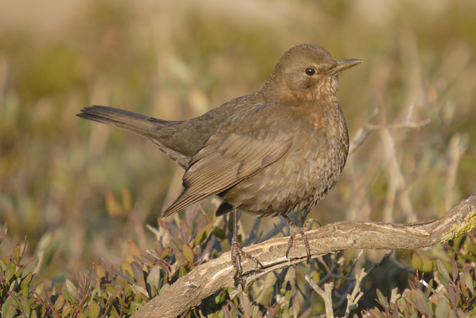 merla femella (Turdus merula)