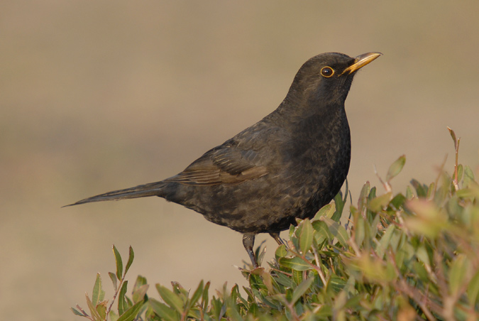 merla mascle (Turdus merula)