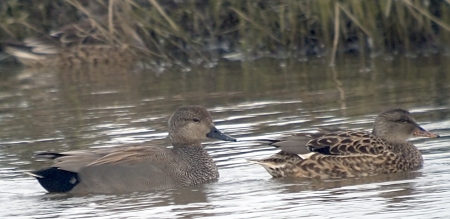 Anec Griset (Anas strepera)