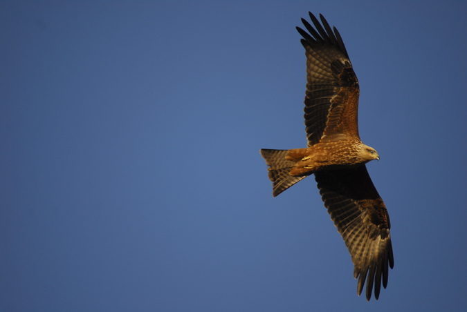 milá negre (Milvus migrans)