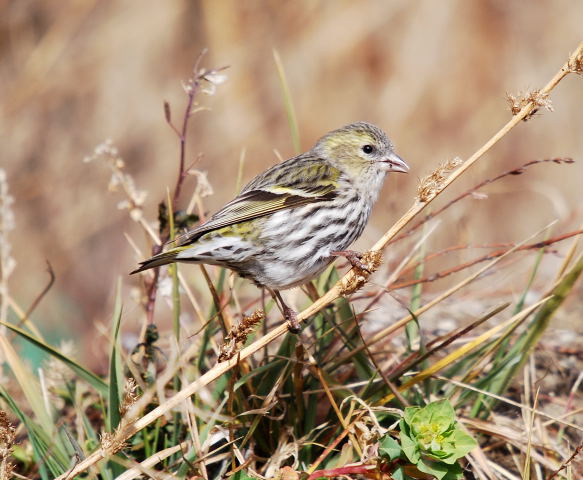 Lluer femella (Carduelis spinus)