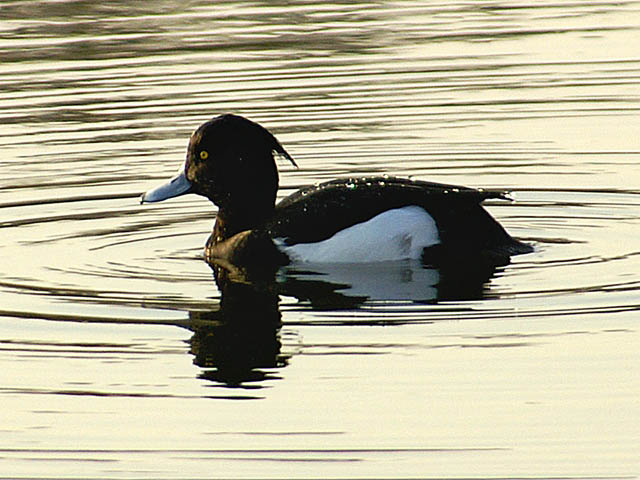 Morell de plomall (aythya fuligula)