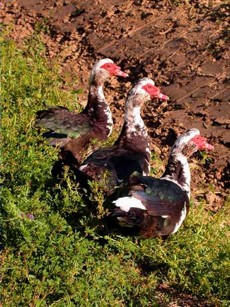 Anec mut (Cairina moschata)