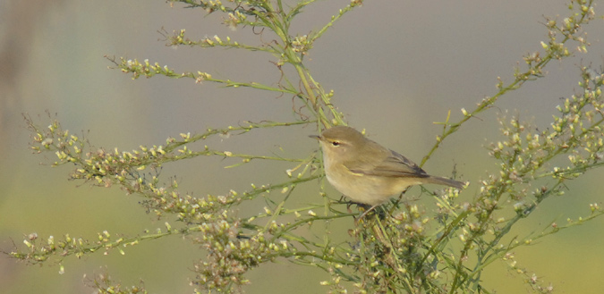 mosquiter comù (Philloscopus collybita)