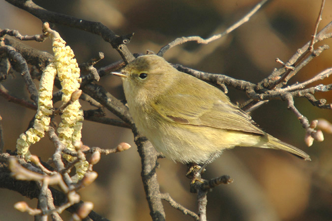 mosquiter comú (Philoscopus collybita)