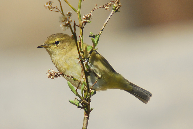 mosquiter comù (Philloscopus collybita)