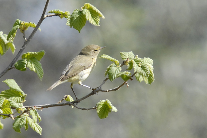 mosquiter comú (Philoscopus collybita)