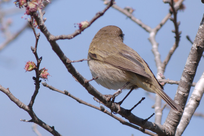 mosquiter comù (Philloscopus collybita)