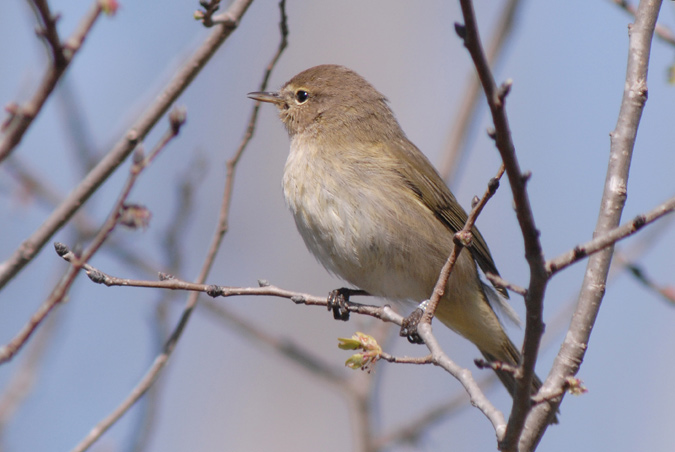 mosquiter comú (Philoscopus collybita)