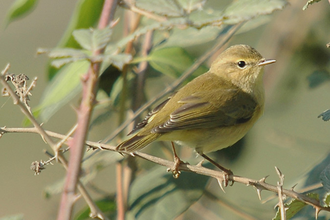 mosquiter comú (philloscopus collybita)