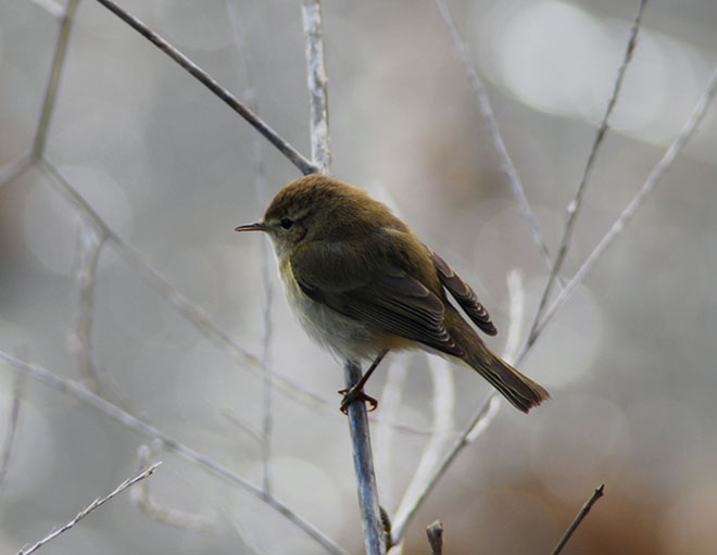 Mosquitero ( phylloscopus collybita )