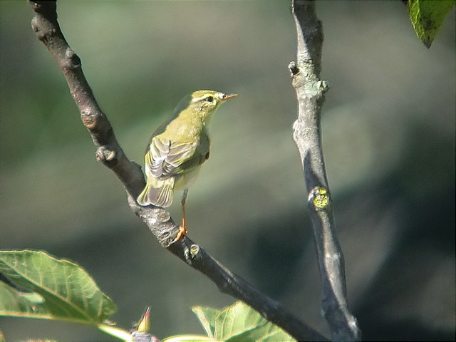 Mosquiter de Passa, mosquitero musical (Phylloscopus trochilus)