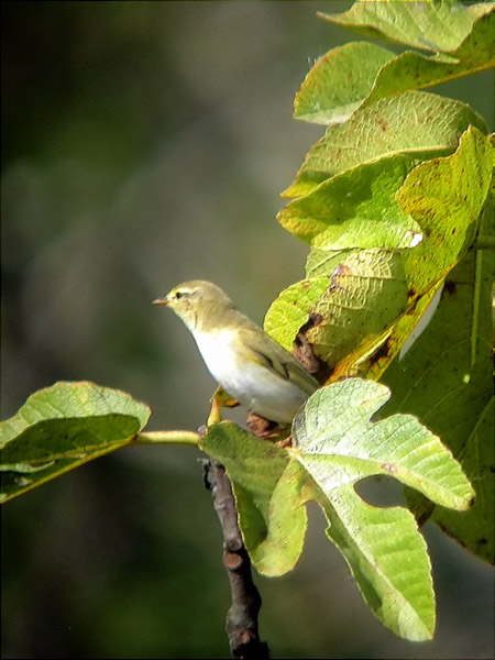 Mosquiter de Passa, mosquitero musical (Phylloscopus trochilus)